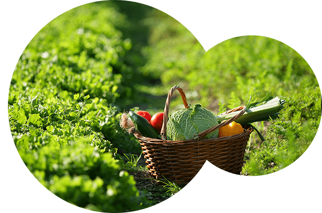 biodynamique