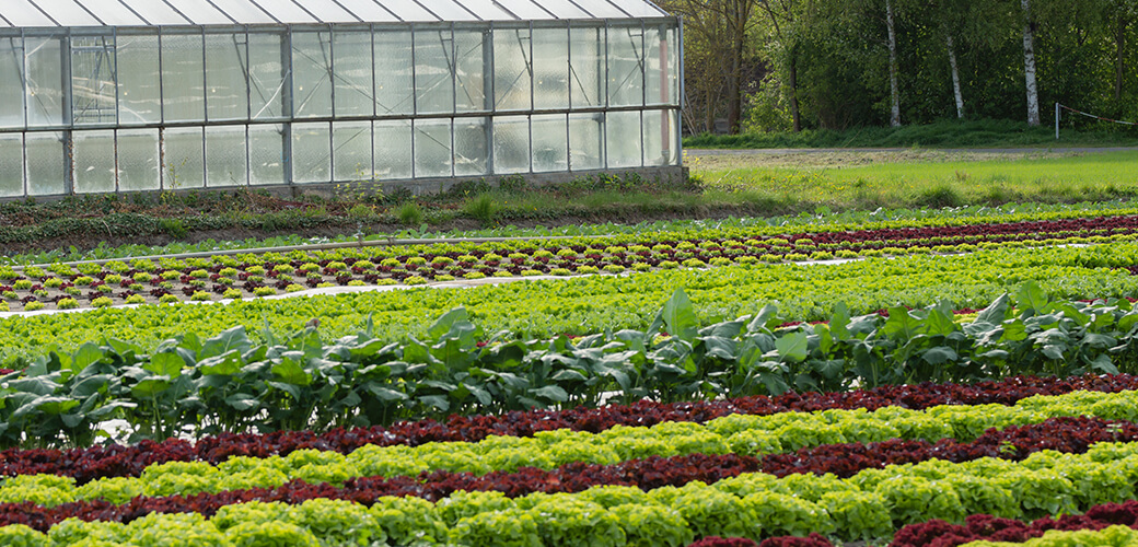 Plantations maraichères et engrais organique